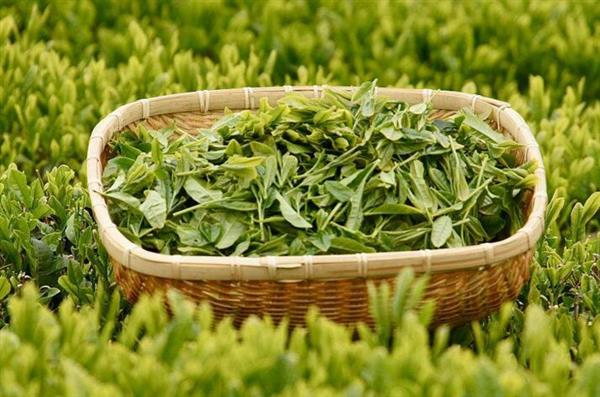 想做評茶師？那你應(yīng)該來石家莊聞達職業(yè)技能培訓(xùn)學校學學了